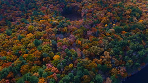 High angle view of trees in forest during autumn