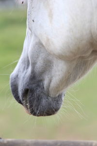 Close-up of an animal