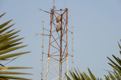 Low angle view of plant against clear sky