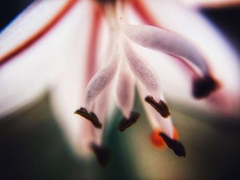 Close-up of flowering plant