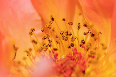 Close-up of orange flowering plant