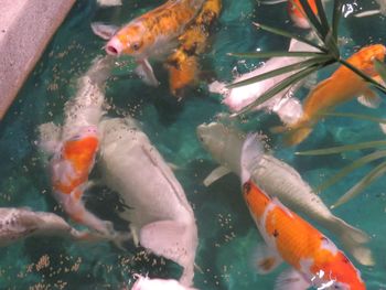 Fish swimming in pond