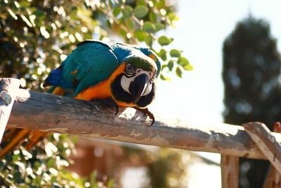 Bird perching on a tree