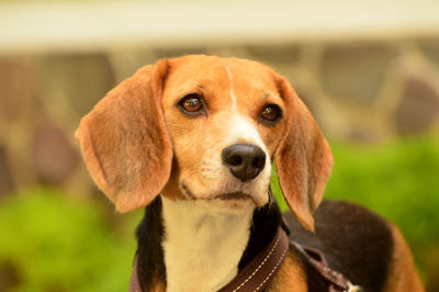 Close-up portrait of a beagle dog