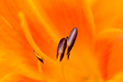 Close-up of orange flower