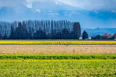 Scenic view of field against sky