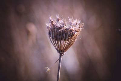 Close-up of wilted plant