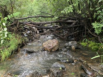 Stream flowing through rocks in forest