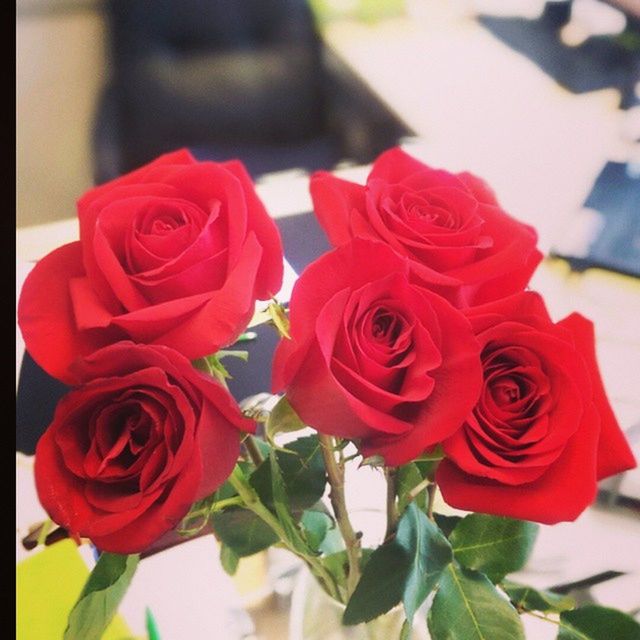 flower, petal, flower head, fragility, freshness, rose - flower, red, beauty in nature, close-up, focus on foreground, rose, growth, blooming, nature, plant, blossom, indoors, in bloom, pink color, day