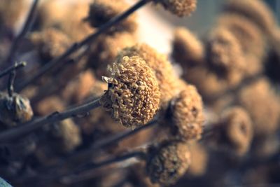 Close-up of dry flowers