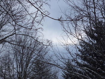 Low angle view of bare trees against sky