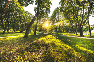 Trees in park against sky