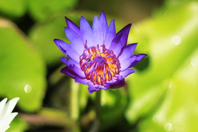 Close-up of purple flower