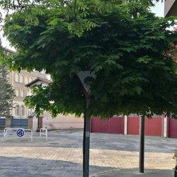 View of street and trees in city
