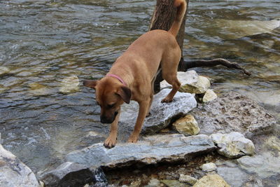 High angle view of dog on rock