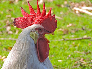 Close-up of horse on field
