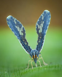 Close-up of butterfly