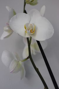 Close-up of white flowers blooming outdoors