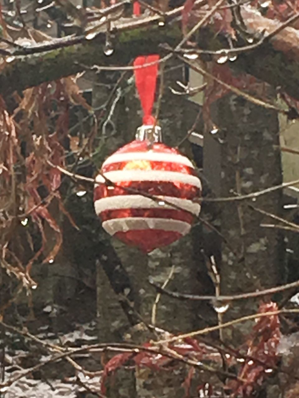 CLOSE-UP OF RED HANGING ON BRANCH