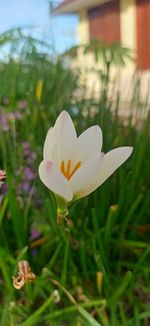 Close-up of white crocus flower on field