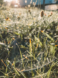 Close-up of dew on field