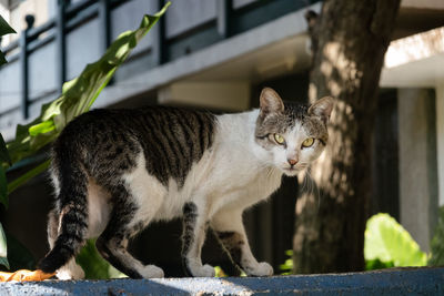 Portrait of a cat