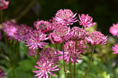 Close-up of pink flowering plants