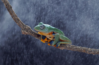 Close-up of frog on branch