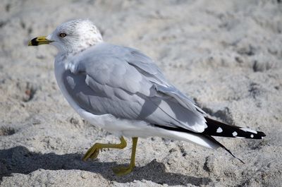 Close-up of eagle perching on ground