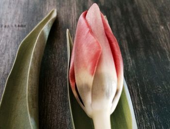 Close-up of flowers