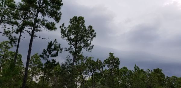 Low angle view of trees against sky