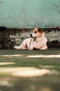 Dog resting on floor