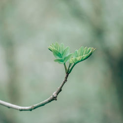 Close-up of green plant