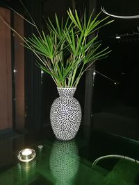 Close-up of illuminated plant at home