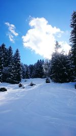 Snow covered trees against sky