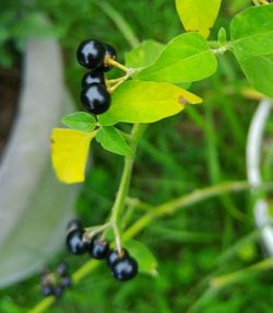 Close-up of insect on plant