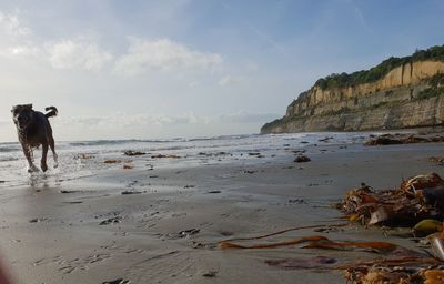 Dog on beach