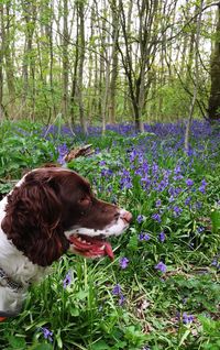 Dog with flowers on grass