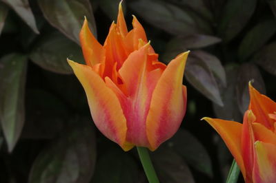 Close-up of orange flowering plant