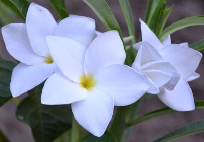 Close-up of white flowers