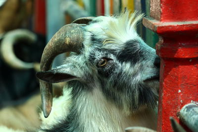 Close-up of goat