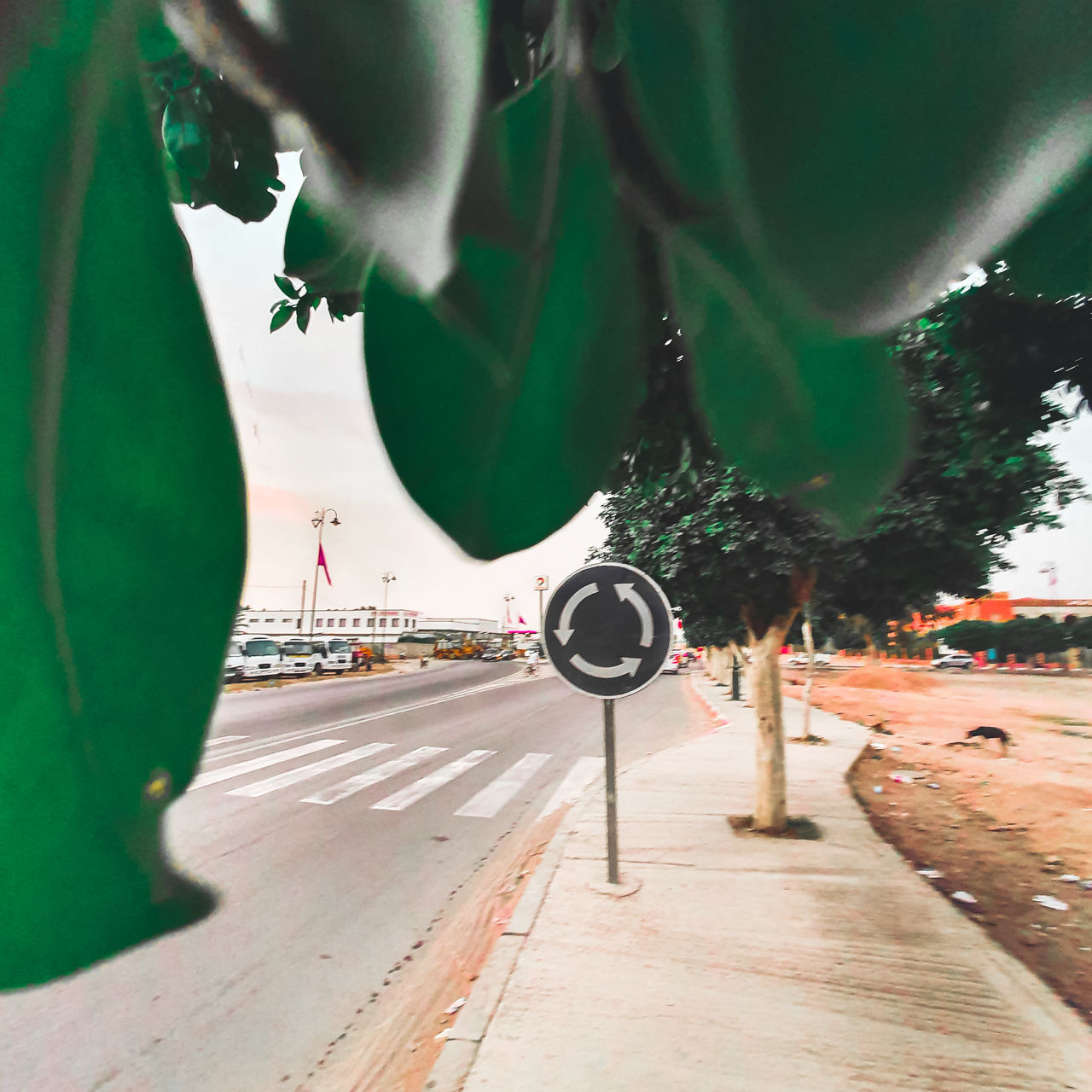 VIEW OF CITY STREET WITH TREES