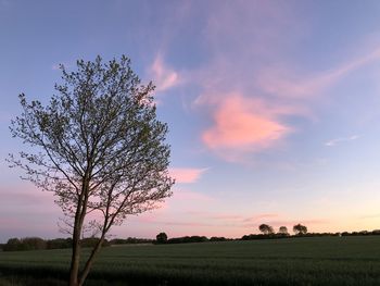 Tree on field against sky during sunset