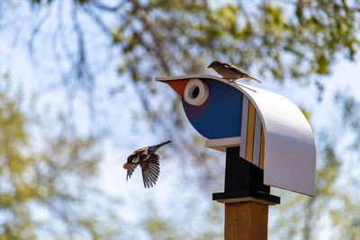 Low angle view of bird flying against the sky