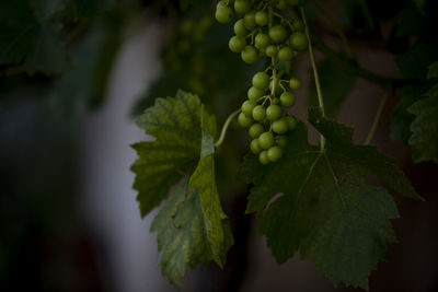 Close-up of berries growing on plant