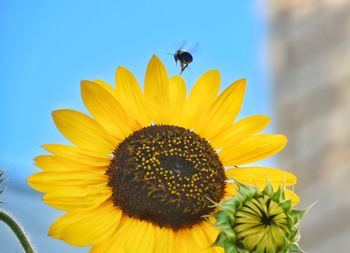 Close-up of honey bee on sunflower