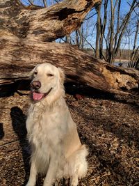 Dog sitting on bare tree