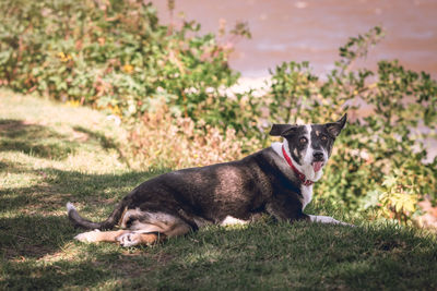 Dog running on field