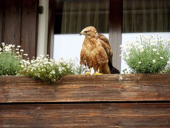 Bird perching on wood against plants