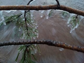 Close-up of frozen tree branch during rainy season